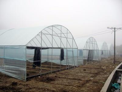 大棚膜