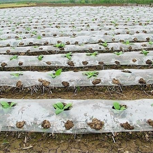 不同厚度的大棚膜对作物的影响